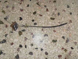 Ντίζα Γκαζιού Toyota Avensis 97-00 4A-FE