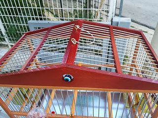Πωλούνται  καρδερίνες -thumb-1