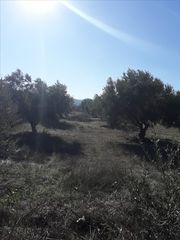 ΑΓΡΟΤΕΜΆΧΙΟ 8 ΣΤΡΕΜΑΤΩΝ-thumb-1