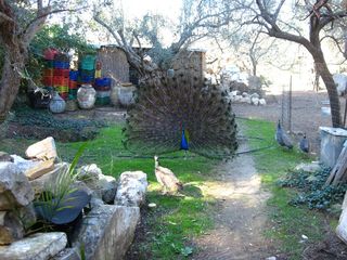 ΠΑΓΩΝΙΑ ΖΕΥΓΑΡΙ-thumb-9