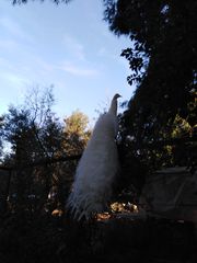 ΠΑΓΩΝΙΑ ΖΕΥΓΑΡΙ-thumb-11