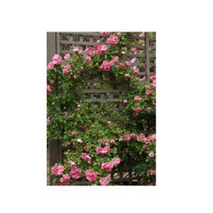 Καφασωτό Αναρρίχησης 6 x 6εκ. (21853) (ΕΩΣ 6 ΑΤΟΚΕΣ ή 60 ΔΟΣΕΙΣ)