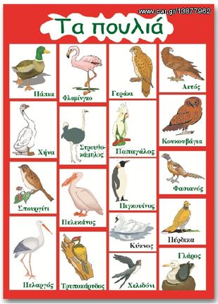 Εκπαιδευτική αφίσα "Πουλιά" στα Ελληνικά