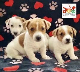 Jack russel-thumb-2