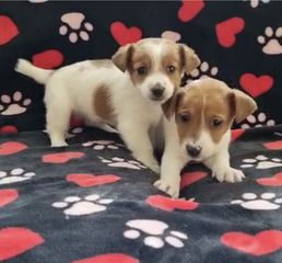 Jack russel-thumb-3