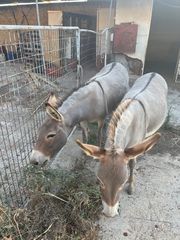 ΓΑΙΔΟΥΡΑ ΕΛΛΗΝΙΚΗ 8 ΕΤΩΝ 