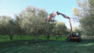 Ελαιουργικά-Ραβδιστικά 2026-thumb-1