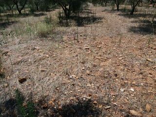Πετροσυλλέκτες 2018 2ΑΔΕΡΦΙΑ -thumb-6