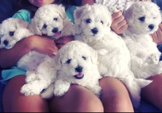 Μαλτέζ -maltese-thumb-11