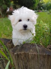 Μαλτέζ -maltese-thumb-5