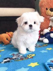 Μαλτέζ -maltese-thumb-9