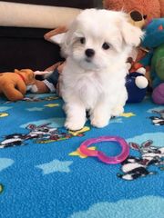 Μαλτέζ -maltese-thumb-8