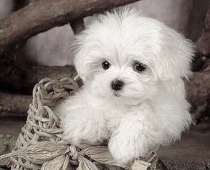 Μαλτέζ -maltese-thumb-6