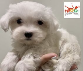 Μαλτέζ -maltese-thumb-2