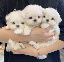 Μαλτέζ -maltese-thumb-3