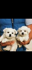 Μαλτέζ -maltese-thumb-10