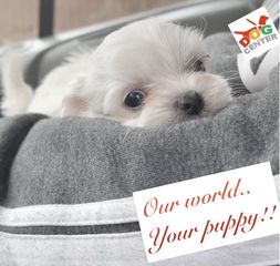 Μαλτέζ -maltese-thumb-7