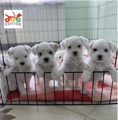 Μαλτέζ -maltese-thumb-4