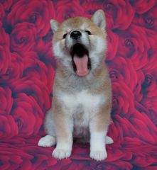ΣΙΜΠΑ ΙΝΟΥ (mini Akita)-thumb-4