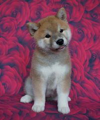 ΣΙΜΠΑ ΙΝΟΥ (mini Akita)-thumb-5