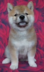 ΣΙΜΠΑ ΙΝΟΥ (mini Akita)-thumb-6