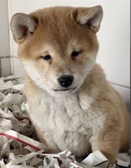 ΣΙΜΠΑ ΙΝΟΥ (mini Akita)-thumb-7