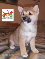 ΣΙΜΠΑ ΙΝΟΥ (mini Akita)-thumb-9