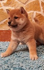 ΣΙΜΠΑ ΙΝΟΥ (mini Akita)-thumb-3