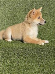 ΣΙΜΠΑ ΙΝΟΥ (mini Akita)-thumb-2