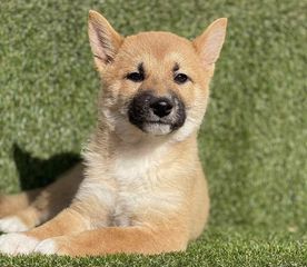 ΣΙΜΠΑ ΙΝΟΥ (mini Akita)-thumb-1