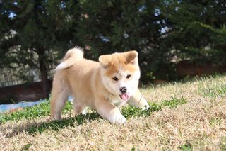 ΣΙΜΠΑ ΙΝΟΥ (mini Akita)