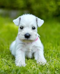 Μίνι Σνάουτσερ -Mini Schnauzer