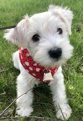 Μίνι Σνάουτσερ -Mini Schnauzer-thumb-1