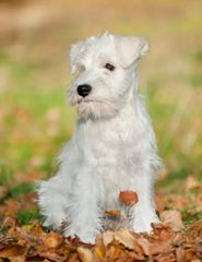 Μίνι Σνάουτσερ -Mini Schnauzer-thumb-2