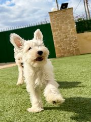 Μίνι Σνάουτσερ -Mini Schnauzer-thumb-1