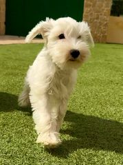 Μίνι Σνάουτσερ -Mini Schnauzer-thumb-2