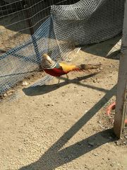 Κοτες αυγοπαραγωγης-thumb-24