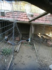 Κοτες αυγοπαραγωγης-thumb-31
