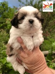 Σιχ τζού- shih tzou -thumb-2