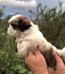 Σιχ τζού- shih tzou -thumb-10