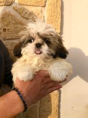 Σιχ τζού- shih tzou -thumb-1