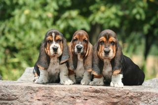 BASSET HOUND ΚΟΥΤΑΒΑΚΙΑ-thumb-1
