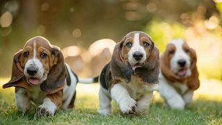 BASSET HOUND ΚΟΥΤΑΒΑΚΙΑ