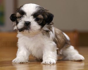 SHIH TZU ΚΟΥΤΑΒΑΚΙΑ 