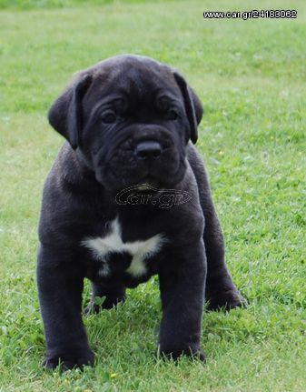 CANE CORSO ΜΑΥΡΑ ΚΟΥΤΑΒΑΚΙΑ 