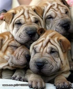 SHARPEI ΚΟΥΤΑΒΑΚΙΑ