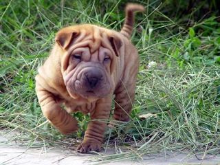 SHARPEI ΚΟΥΤΑΒΑΚΙΑ-thumb-1