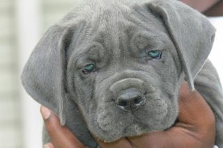 CANE CORSO BLUE ΚΟΥΤΑΒΑΚΙΑ