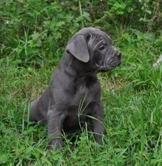CANE CORSO BLUE ΚΟΥΤΑΒΑΚΙΑ-thumb-1