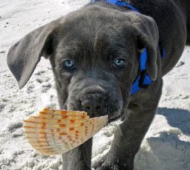 CANE CORSO BLUE ΚΟΥΤΑΒΑΚΙΑ-thumb-2